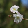 十月桜