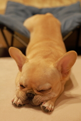 プルプル～どんな寝相？