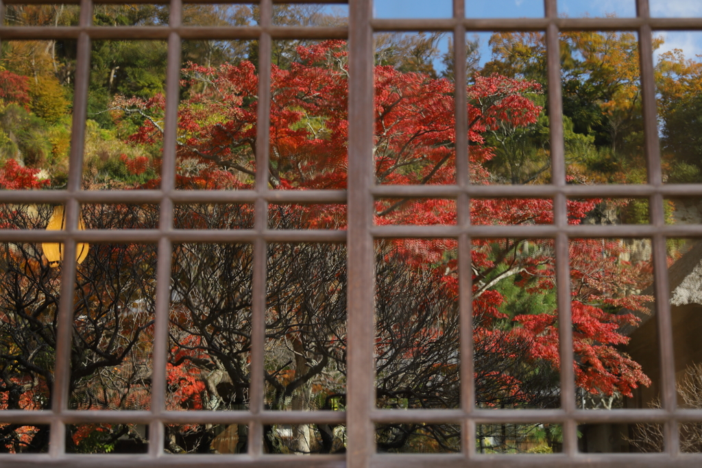 明月院　紅葉３