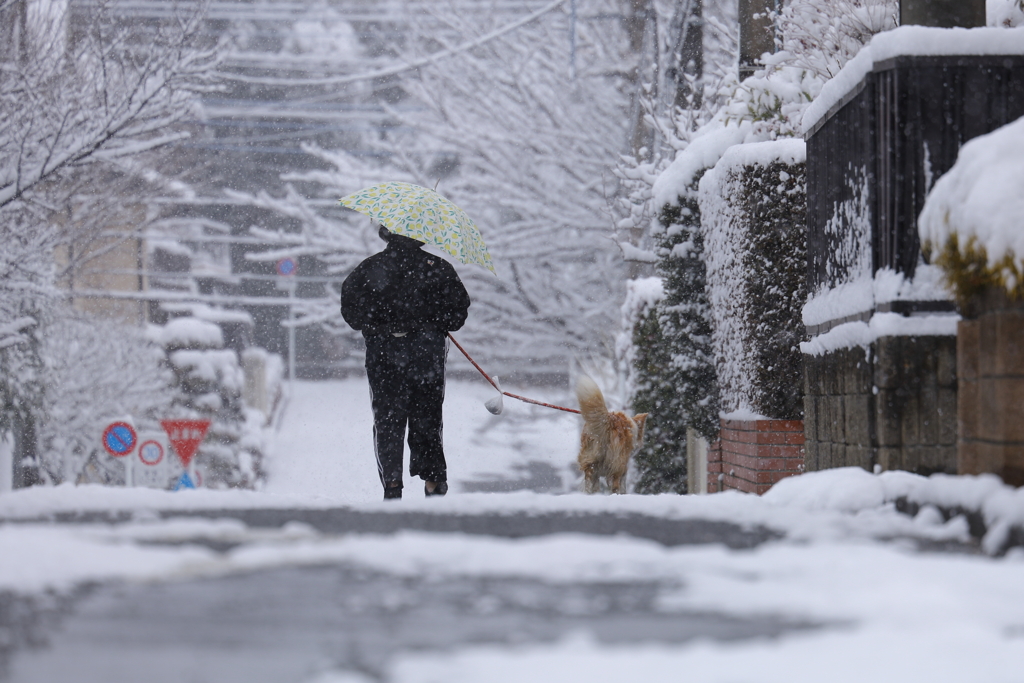 雪にも負けず