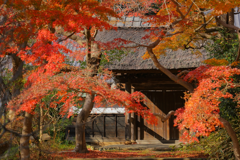 北鎌倉　円覚寺紅葉