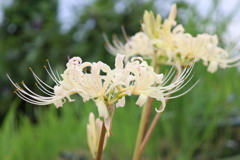 白い彼岸花