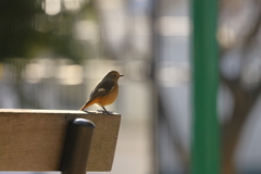 逆光のジョビ娘ちゃん