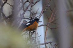 2026年初撮り（初鳥）