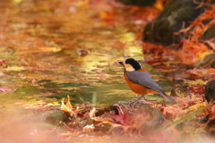晩秋のヤマガラちゃん