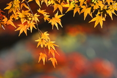 明治神宮 紅葉２