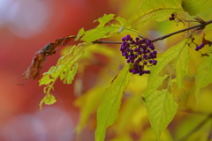 ムラサキシキブ