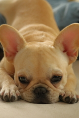 プルプル～目覚め…うつろ