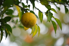 レモン