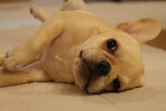 プルプル～遊んで～！