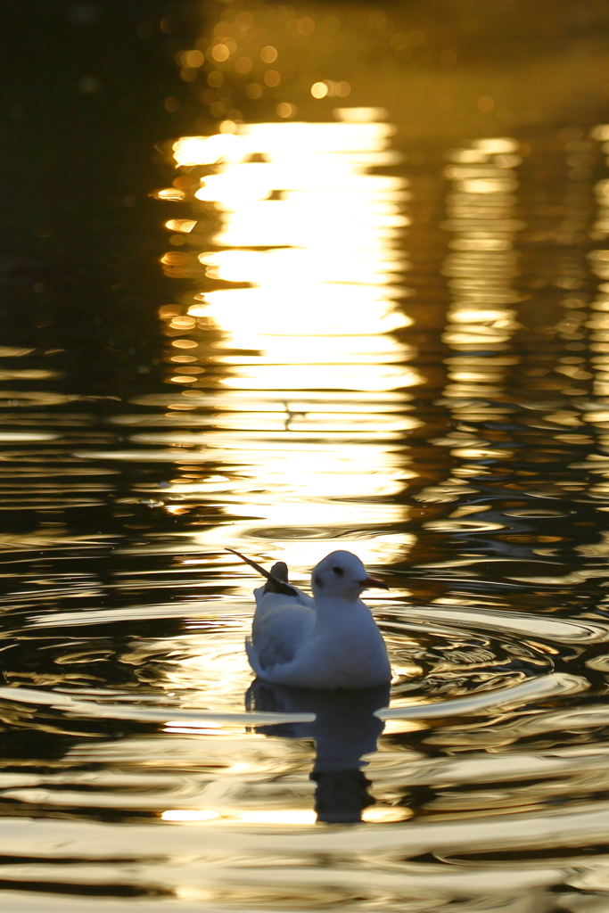夕日とユリカモメ