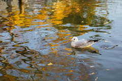 水面に映る銀杏とユリカモメ