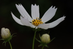 秋桜2