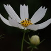 秋桜2