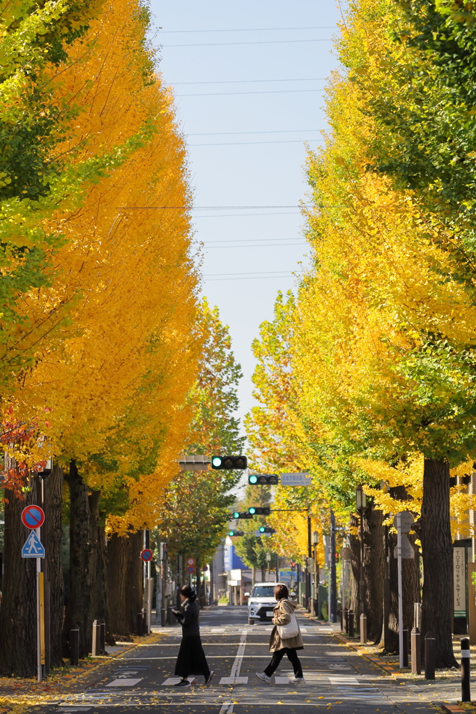 銀杏並木3
