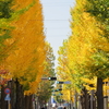 銀杏並木3