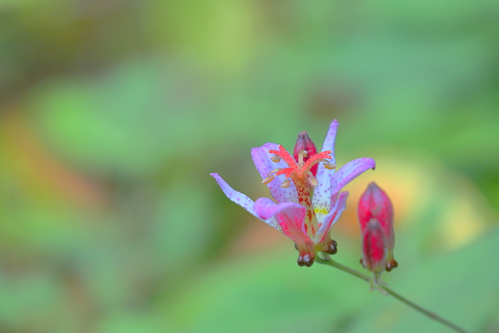 タイワンホトトギス