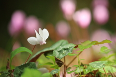 ひっそりと… ひっそりと…