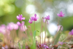 シクラメン シクラメン