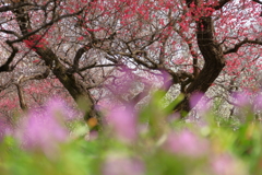 紅梅にホトケノザ