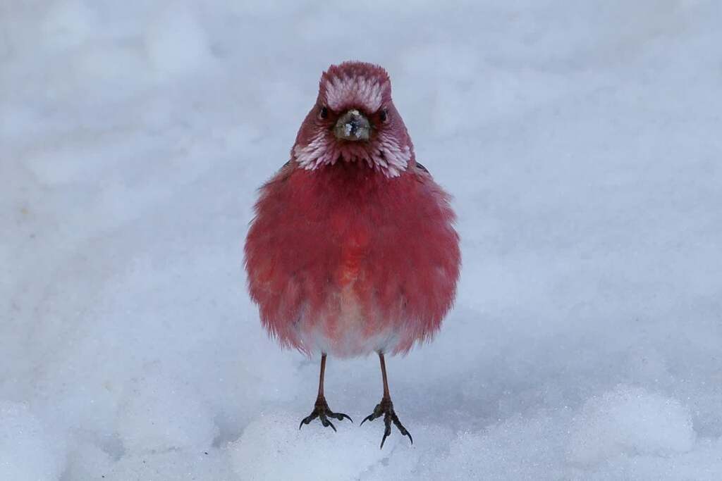 これぞ日の丸構図