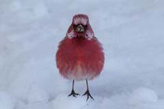 これぞ日の丸構図