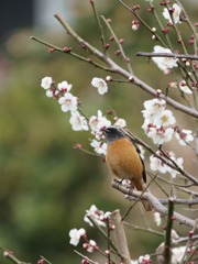 ジョビ君お花見中