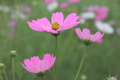 秋桜（再掲載）
