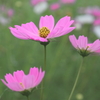 秋桜（再掲載）