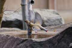 今は無き宿り木