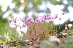 原種シクラメン