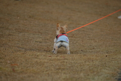 バックシャンなプルプル