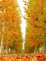 プラタナスの並木