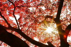 井の頭公園紅葉