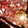 井の頭公園紅葉