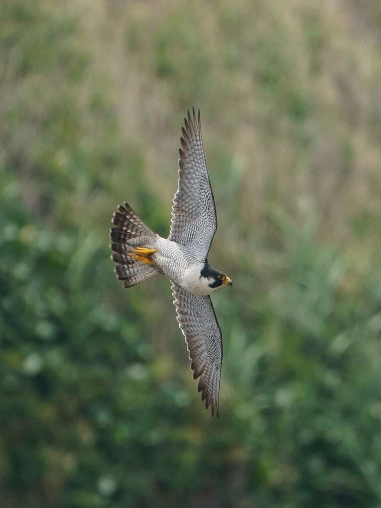 Peregrine Falcon