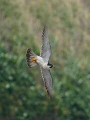 Peregrine Falcon