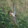 Peregrine Falcon