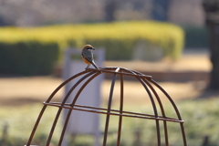 籠脱けのモズくん