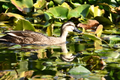 水鏡と鴨