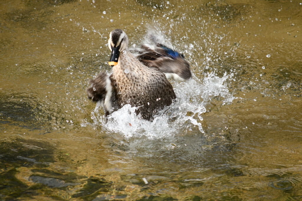 カモの水遊び