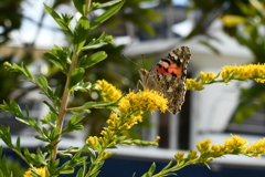 あなたは、だ～れ？