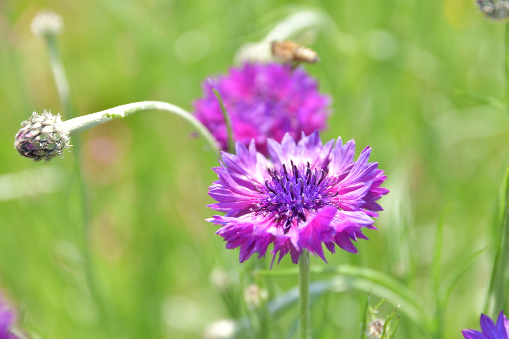 花から花へ④