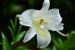 雨に濡れる白い花