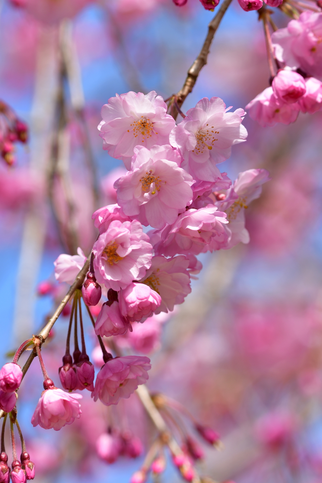 桜一枝