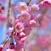 桜一枝