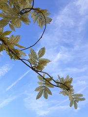 秋晴れ