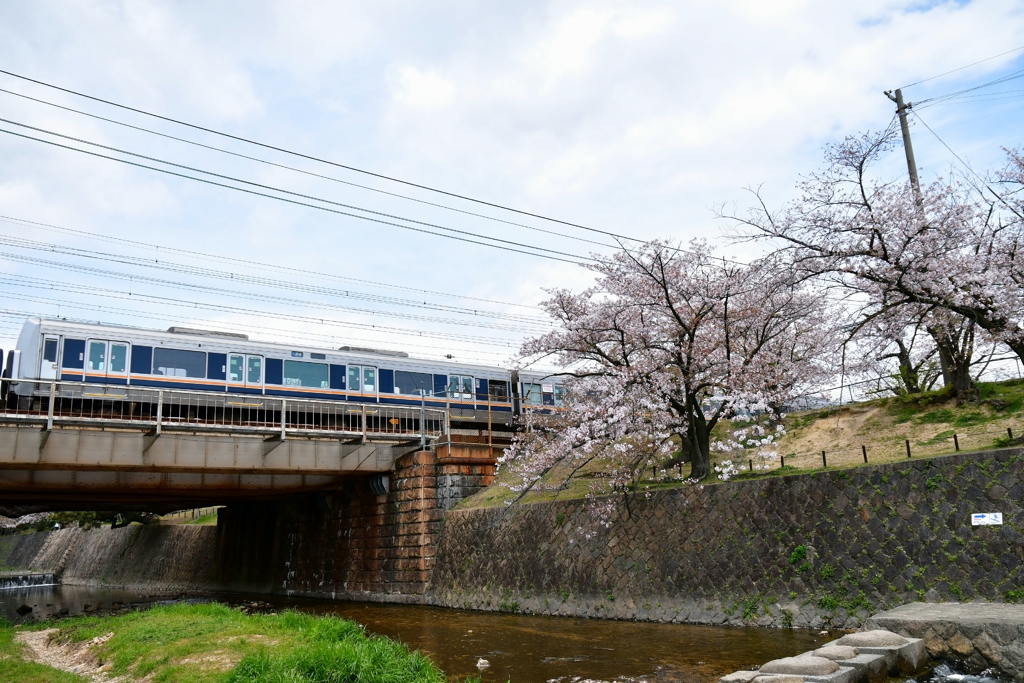 夙川公園の春景色