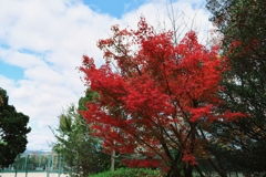 鮮やか朱い木