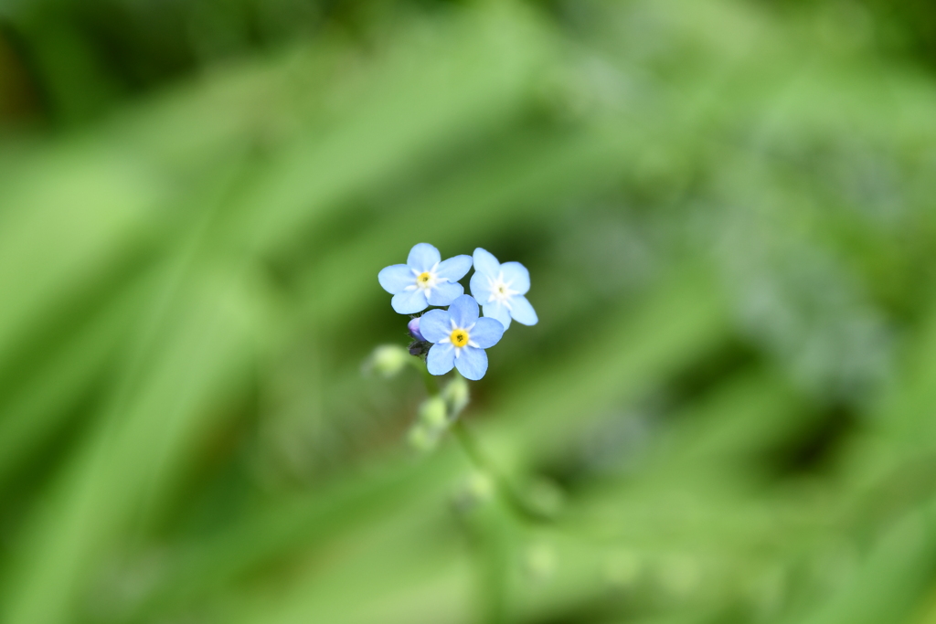 野に咲く小さな花